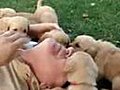 Golden Retriever Puppies Brutally Kill a Guy | BahVideo.com
