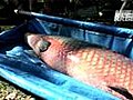 Rammed by an Arapaima | BahVideo.com