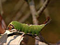 Squirting caterpillar | BahVideo.com