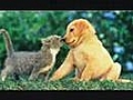 Cute Animals Why Can t We Be Friends  | BahVideo.com