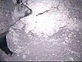 video de chasse au sanglier | BahVideo.com
