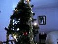 vi f rs ker kl julgranen men Simba tycker det r ett perfekt lektr d  | BahVideo.com