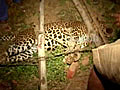 Villagers help save leopard s life | BahVideo.com