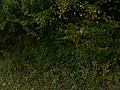 Der Waldmensch | BahVideo.com