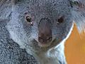 Koalapalooza is Here  | BahVideo.com