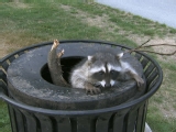 Life as a Raccoon | BahVideo.com