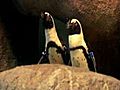 Saving South African penguins | BahVideo.com