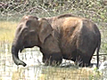 Man vs elephant Conflict over habitat | BahVideo.com