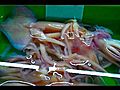 Asian Market Discoveries  | BahVideo.com