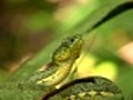 Two-striped forest pitviper Bothriopsis  | BahVideo.com