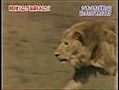 Male Lion Kills Bastard Cubs | BahVideo.com
