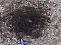 Animals Ant Death Circles Explained | BahVideo.com