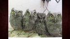 Baby Owls | BahVideo.com