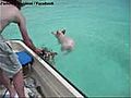 Cochonne dans l eau  | BahVideo.com