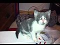 Demonic cat | BahVideo.com