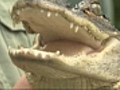 Captured Alligator found in Dedham Mass  | BahVideo.com