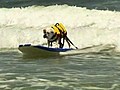Surfing Dogs | BahVideo.com