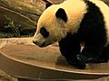 Baby Panda Grows Up | BahVideo.com