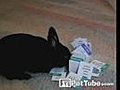 Magic Bunny Can Pick Your Card | BahVideo.com