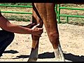 Equine Acupressure Master Points Demonstration | BahVideo.com
