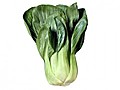 How to Choose and Store Bok Choy | BahVideo.com