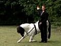 Trick pony shows off his skills | BahVideo.com