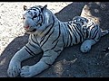 Stuffed toy tiger sparks police hunt | BahVideo.com