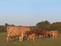 Cows and their calves in farm field | BahVideo.com