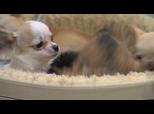 Hondenboetiek Poupa Pets | BahVideo.com