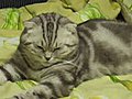 Deadly Sleepy cat | BahVideo.com