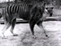 Tasmanian Tiger Footage 1932 - Clip 1 Thylacine | BahVideo.com