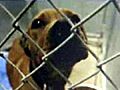 Monroe Co Prosecutor Looking To Put Down Pit Bulls | BahVideo.com