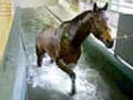 Hongkong Wellness-Paradies f r edle Pferde | BahVideo.com