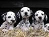 Seeing spots Dalmatian delivers 16 pups | BahVideo.com