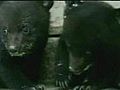 Cute baby bears saved | BahVideo.com
