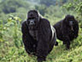 Uganda - Gorilla-Berge und amp 039 African  | BahVideo.com