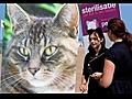 Gaia milite pour la st rilisation des chats | BahVideo.com