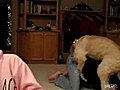 Dog ruins christmas | BahVideo.com