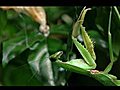 Alien insect Praying Mantis | BahVideo.com