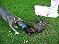 pitbull and boxer puppy play lazy tug of war | BahVideo.com