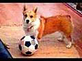 SOCCER DOG FAIL  | BahVideo.com