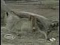 Bravest dog in the world  | BahVideo.com