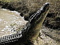 NBC TODAY Show - Finding Brutus The Monster Croc | BahVideo.com