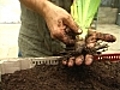 Comment planter les iris  | BahVideo.com