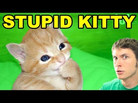 STUPID KITTY!! | BahVideo.com