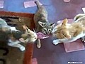 Three Cats,  One Steak | BahVideo.com