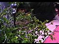 Dog peeing | BahVideo.com