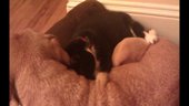 Cat Massages Dog | BahVideo.com