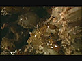 NATURE The Queen of Trees Wasps Inside the  | BahVideo.com