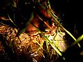 indian frog call MOV | BahVideo.com